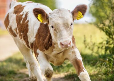 Neugieriges Kalb mit Ohrmarke läuft über eine Wiese