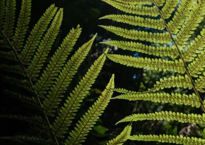Nahaufnahme eines Farnwedels im Waldlicht