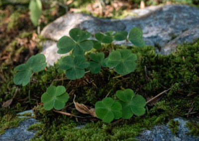 Kleeblätter auf einem moosbewachsenen Stein im Wald