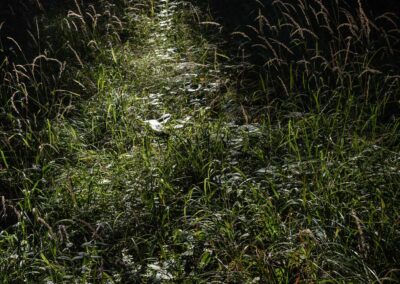 Lichtkegel im dunklen Wald bei Nacht